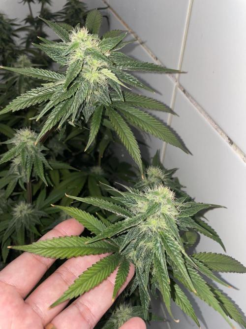 Magic Terp. Week 9 - Emerald