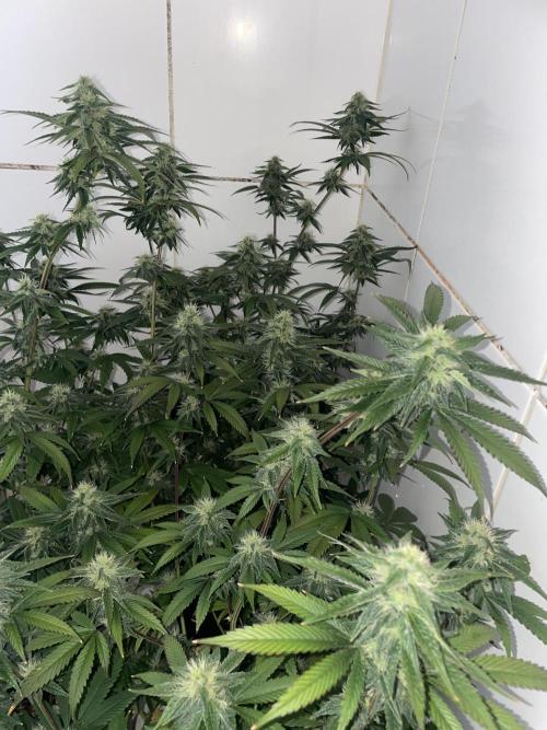 Magic Terp. Week 9 - Emerald
