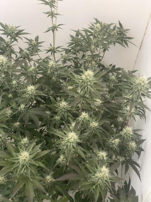 Magic Terp. Week 9 - Emerald 