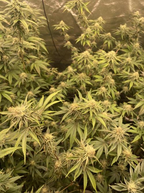 Magic Terp. Week 9 - Jockerz 