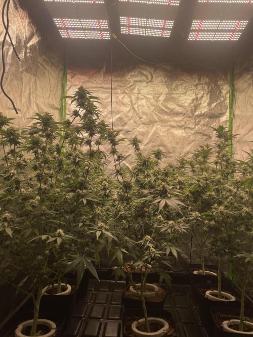 Magic Terp. Week 9 - Overview 