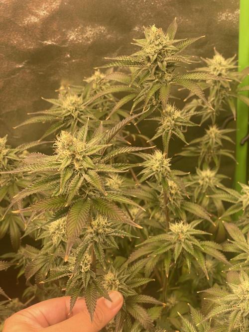 Magic Terp. Week 10 - 24k