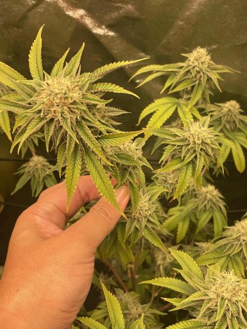 Magic Terp. Week 10 - Jockerz Candy 