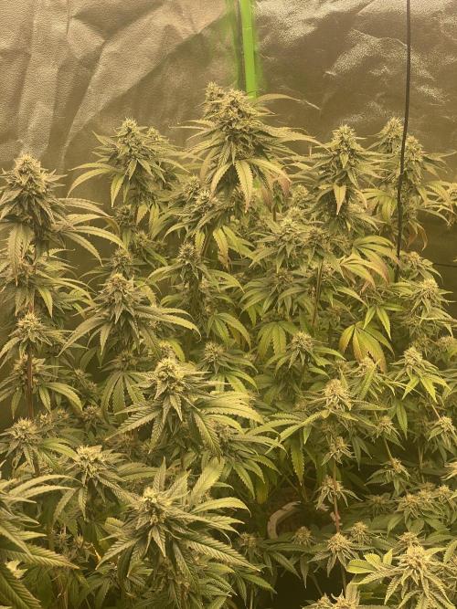 Magic Terp. Week 10 - Emerald syrup