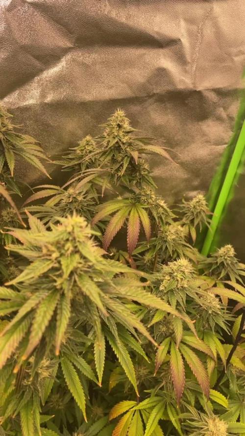 Magic Terp