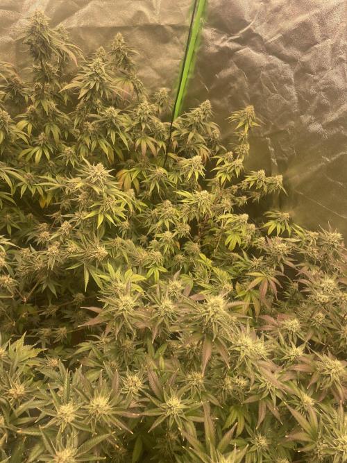 Magic Terp. Week 10