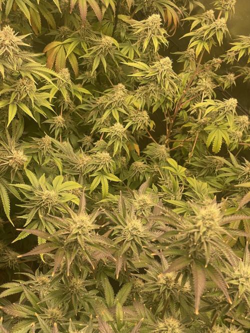 Magic Terp. Week 10