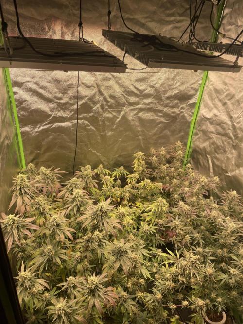 Magic Terp. Week 10