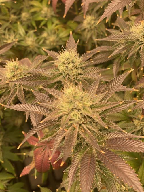 Magic Terp. Week 10