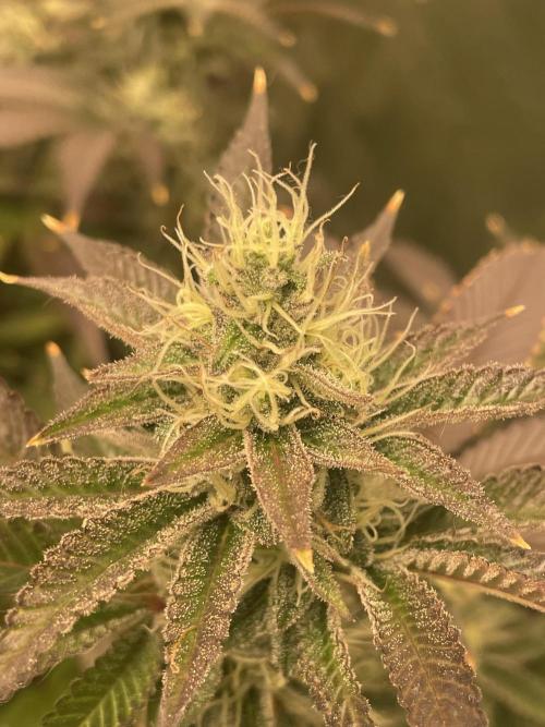 Magic Terp. Week 10