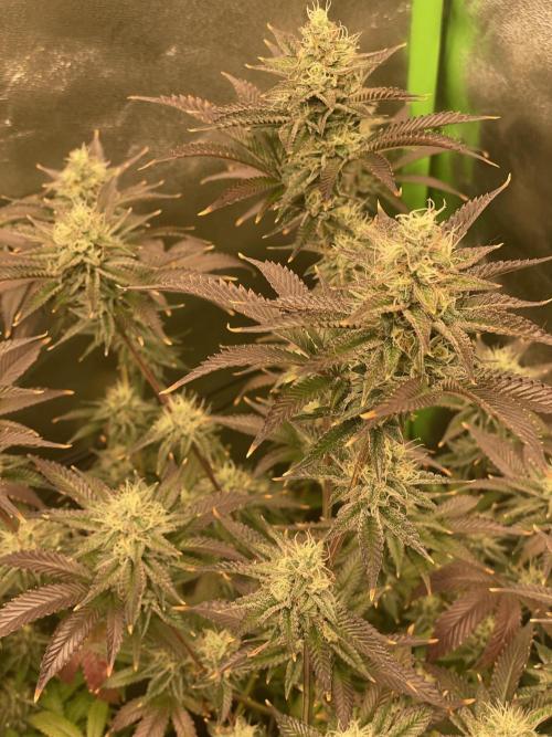 Magic Terp. Week 10