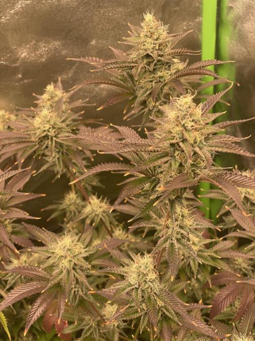 Magic Terp. Week 10