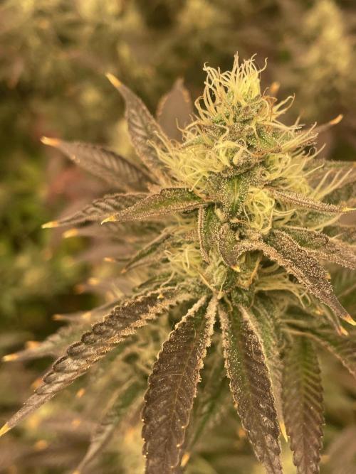 Magic Terp. Week 10