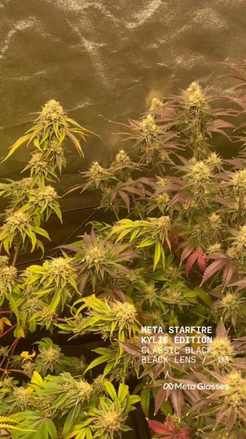 Magic Terp