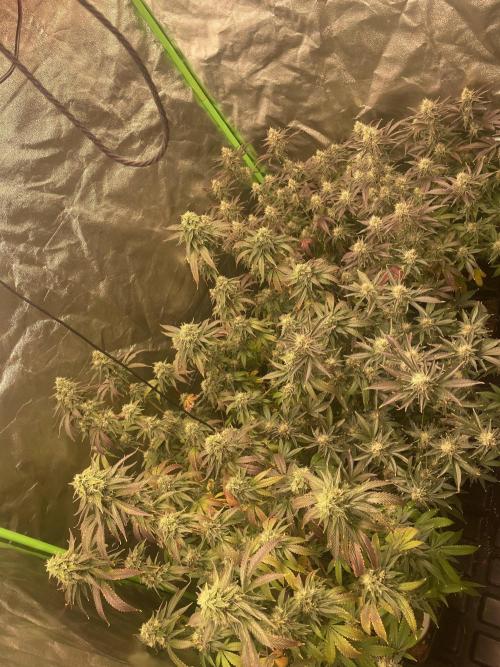 Magic Terp. Week 11