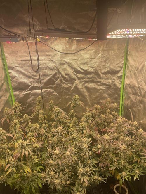 Magic Terp. Week 11