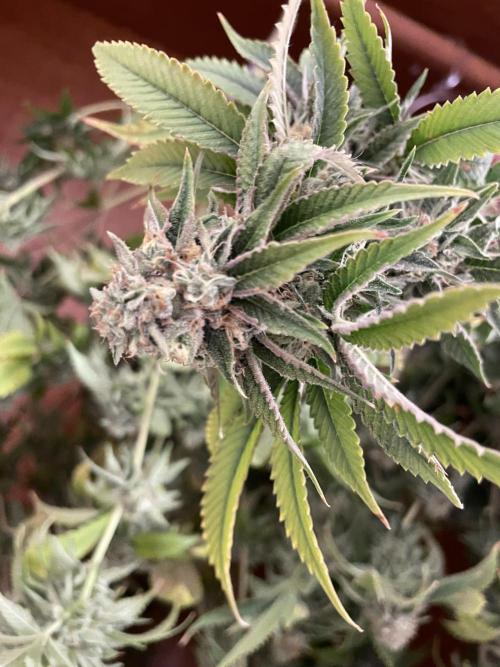 Magic Terp. Week 12