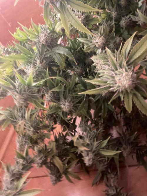Magic Terp. Week 12