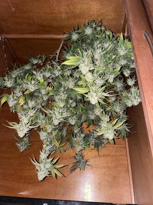 Magic Terp. Week 12