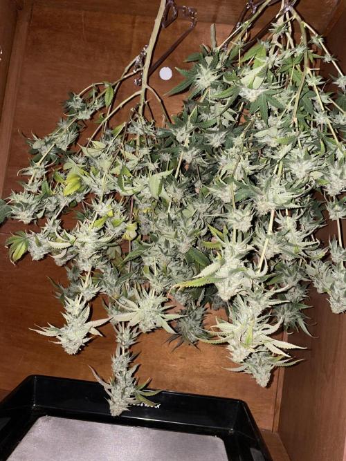 Magic Terp. Week 12
