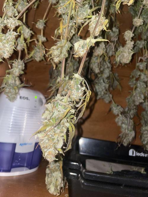 Magic Terp. Week 12