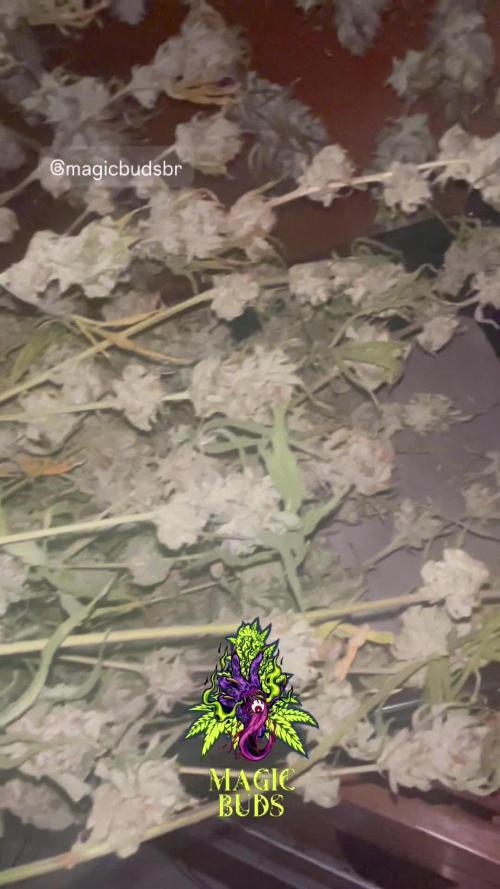 Magic Terp
