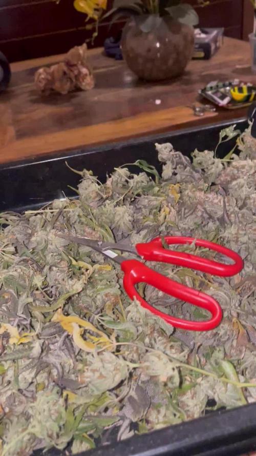 Magic Terp