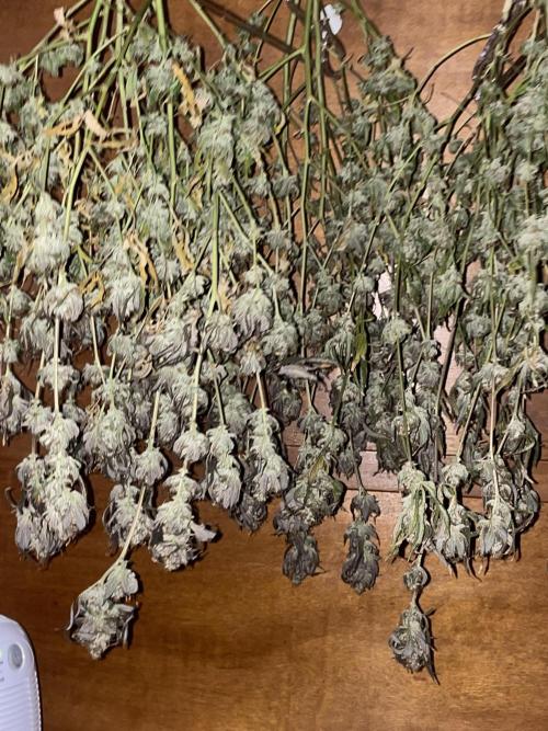 Magic Terp. Week 13