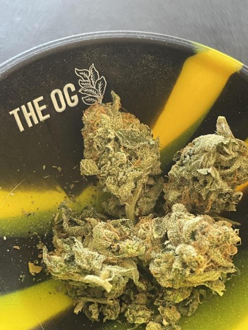 Magic Terp. Week 12