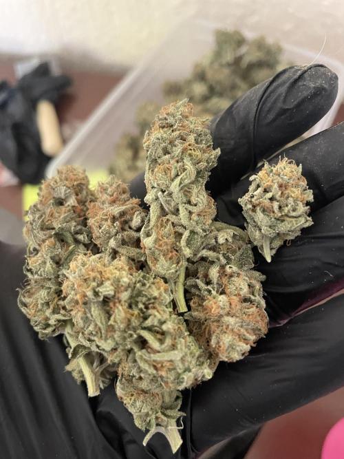 Magic Terp. Week 12