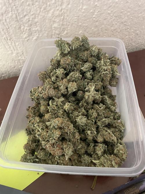 Magic Terp. Week 12