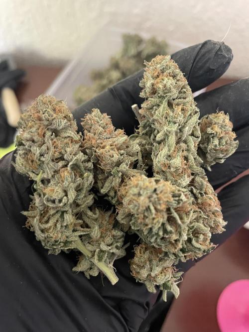 Magic Terp. Week 12