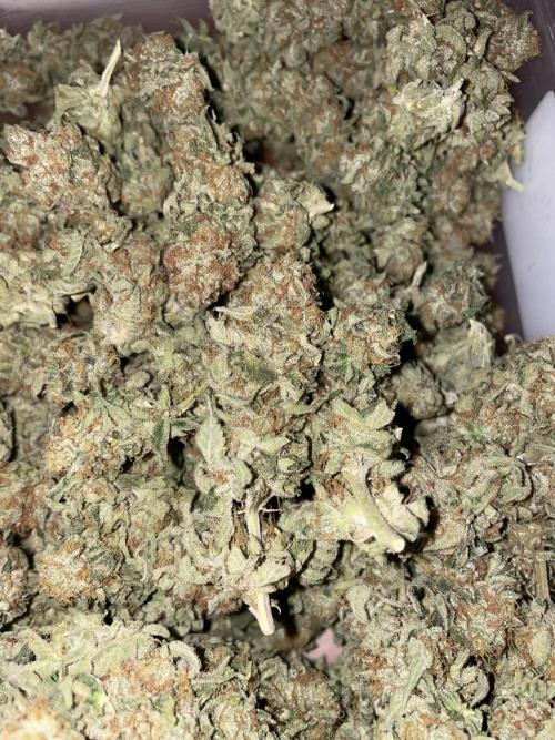 Magic Terp. Week 12