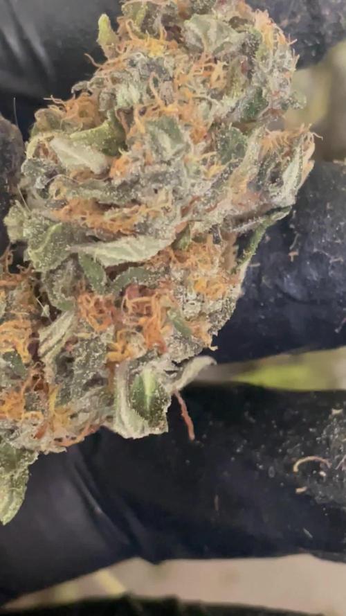 Magic Terp