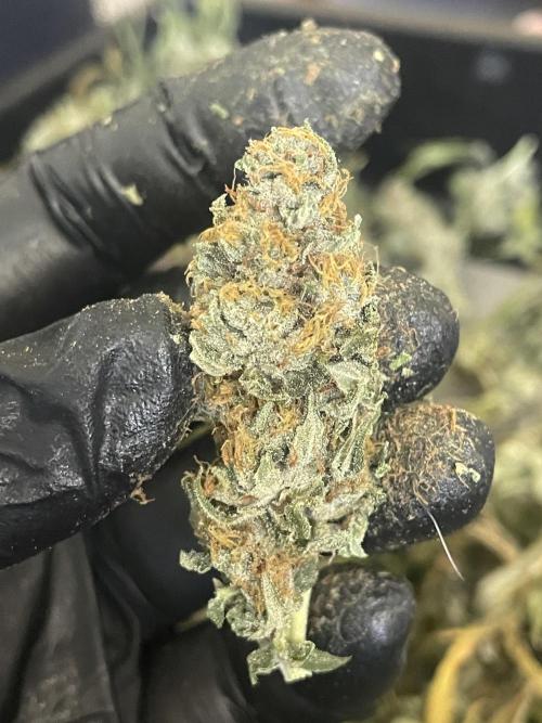Magic Terp. Week 12
