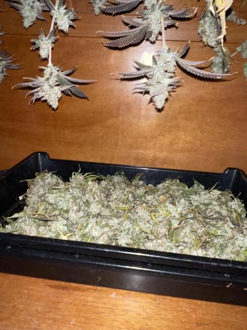 Magic Terp. Week 12