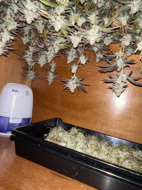 Magic Terp. Week 12