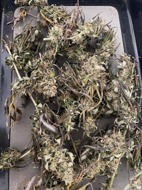 Magic Terp. Week 12