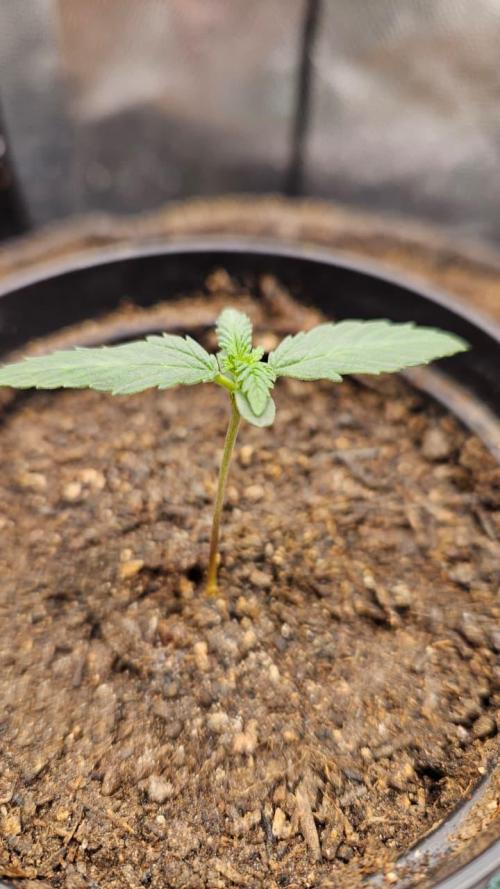 First run with Sensi Seeds - Organic. Week 1 - Day 7
Spent a few days away from home, and came back to a surprise. 