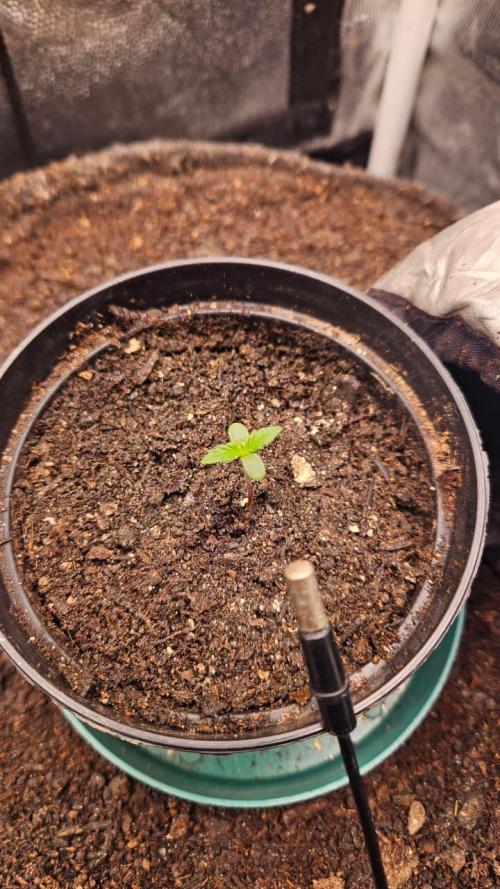 First run with Sensi Seeds - Organic. Week 1 - Day 4