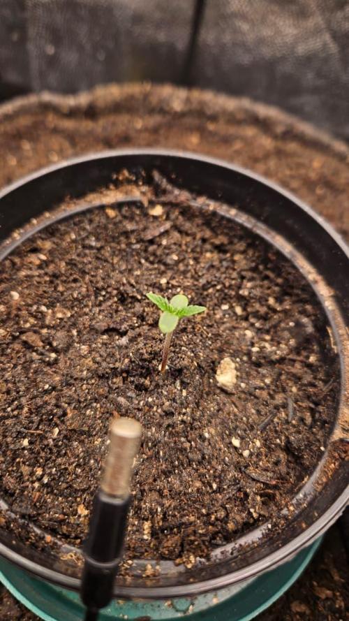 First run with Sensi Seeds - Organic. Week 1 - Day 3