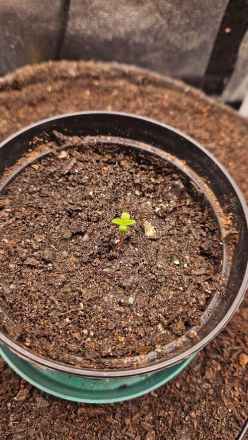 First run with Sensi Seeds - Organic. Week 1 - Day 1
Believe it or not, same day changes. 