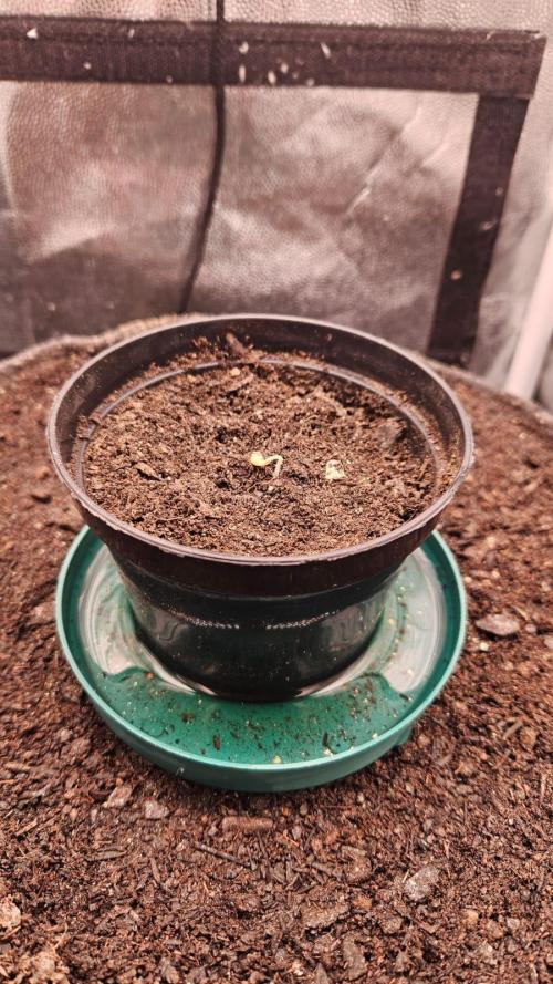 First run with Sensi Seeds - Organic. Week 1 - Day 1