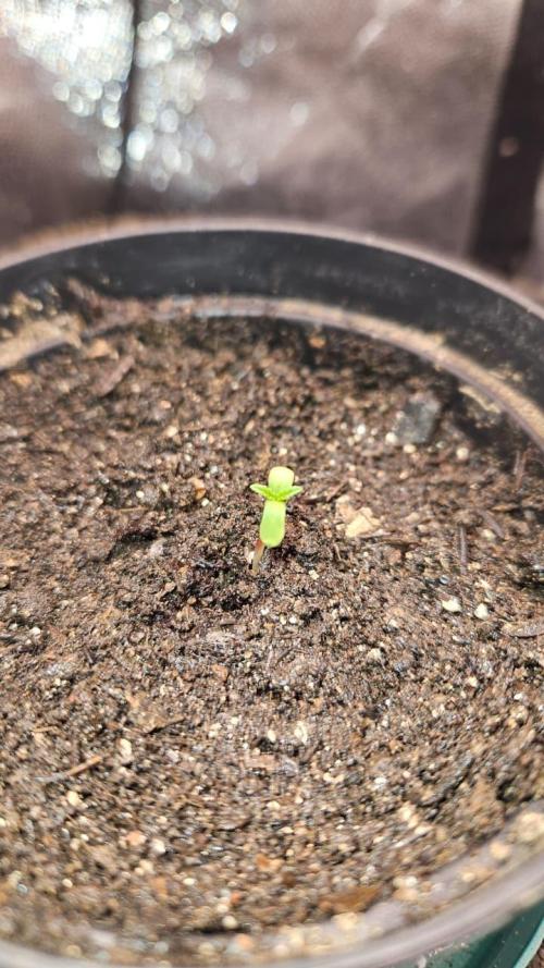 First run with Sensi Seeds - Organic. Week 1 - Day 2