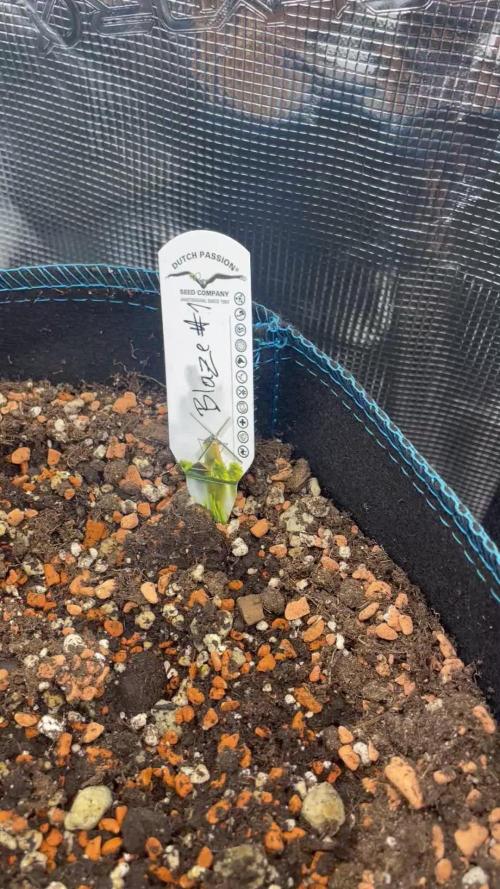 Banana Blaze // Dutch Passion Growing Competition 2025