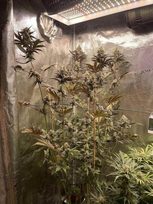 Tangerine Dream. Week 14