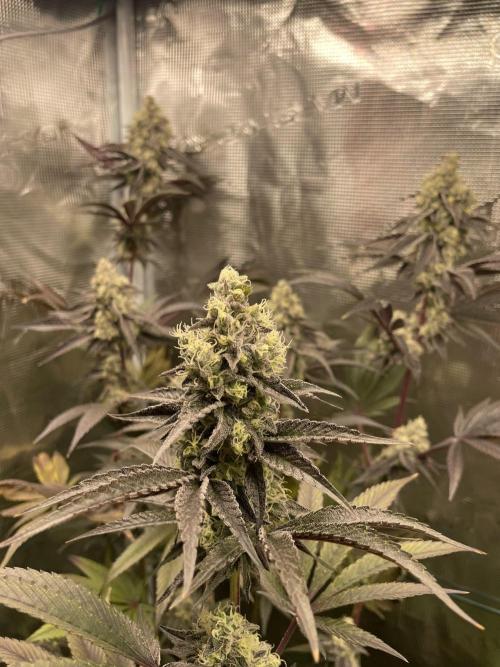 Tangerine Dream. Week 14