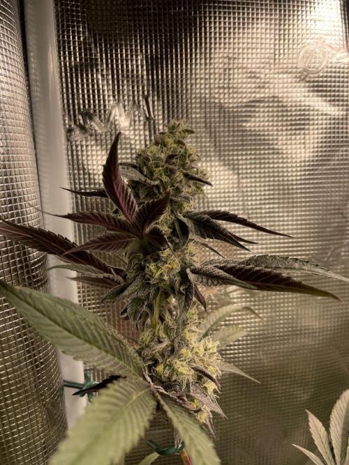 Tangerine Dream. Week 14