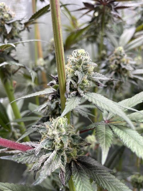 Tangerine Dream. Week 14