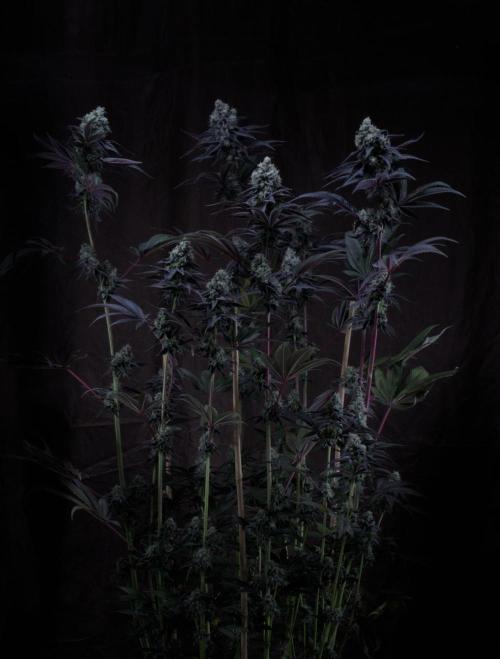 Tangerine Dream. Week 14